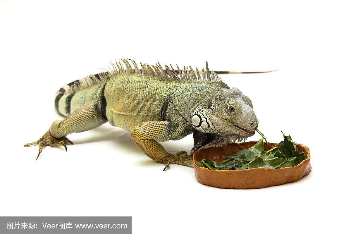绿鬣蜥吃什么?绿鬣蜥吃什么食物!